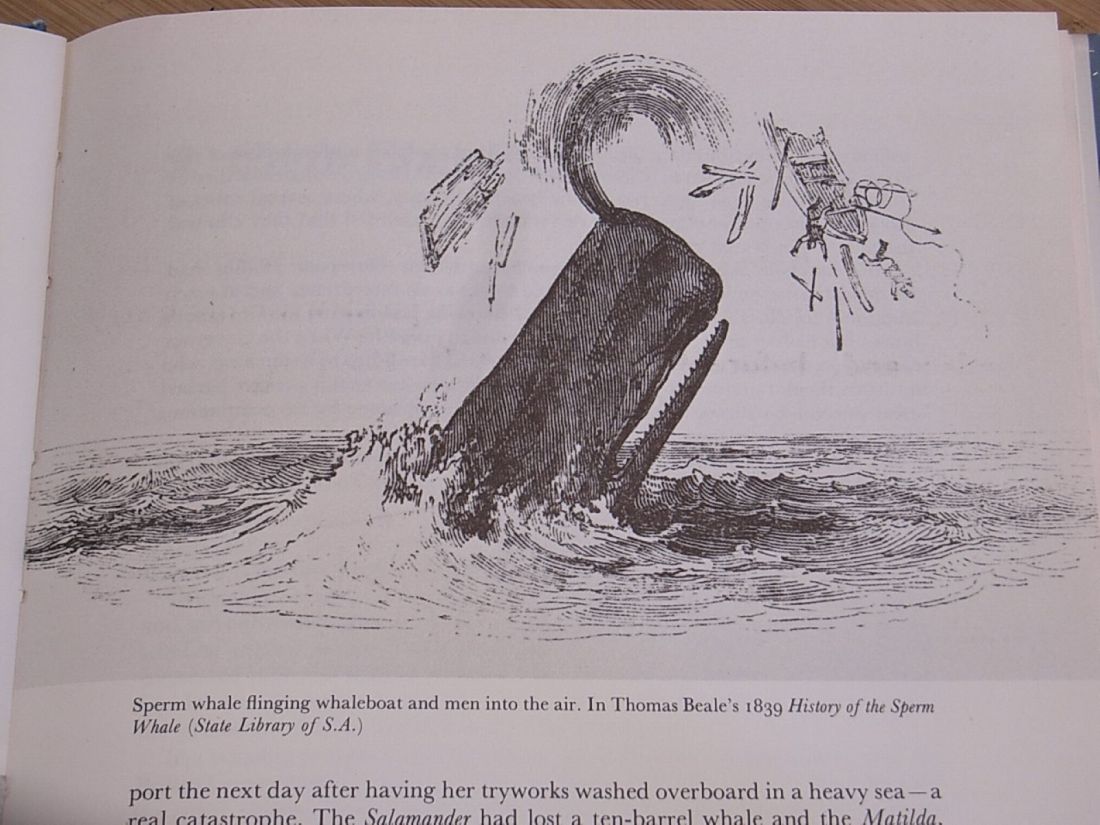 Sperm whale flinging whaleboat and men into the air, in Beale's 1839 History of the Sperm Whale